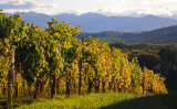 Vignoble du Jurançon Vignoble du Jurançon