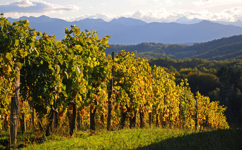Vignoble du Jurançon